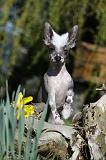 CHIEN NU CHINOIS 113